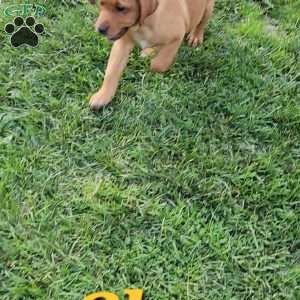 Cloe Robin, Fox Red Labrador Retriever Puppy